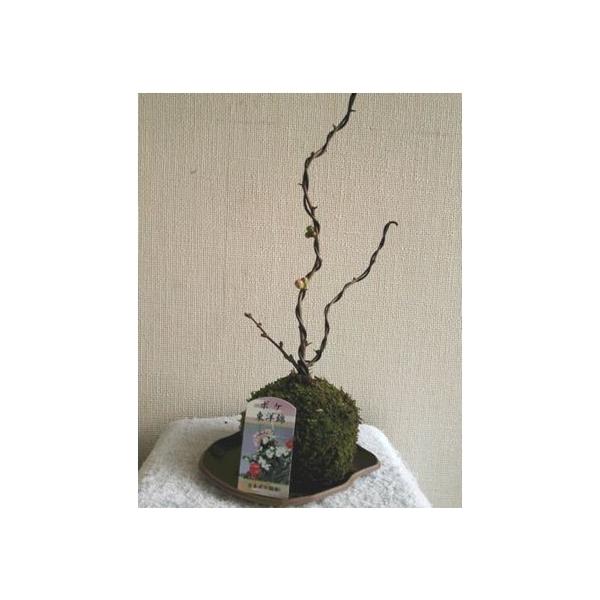 苔玉放春花 ボケ東洋綿 Buyee 日本代购平台 产品购物网站大全 Buyee一站式代购bot Online