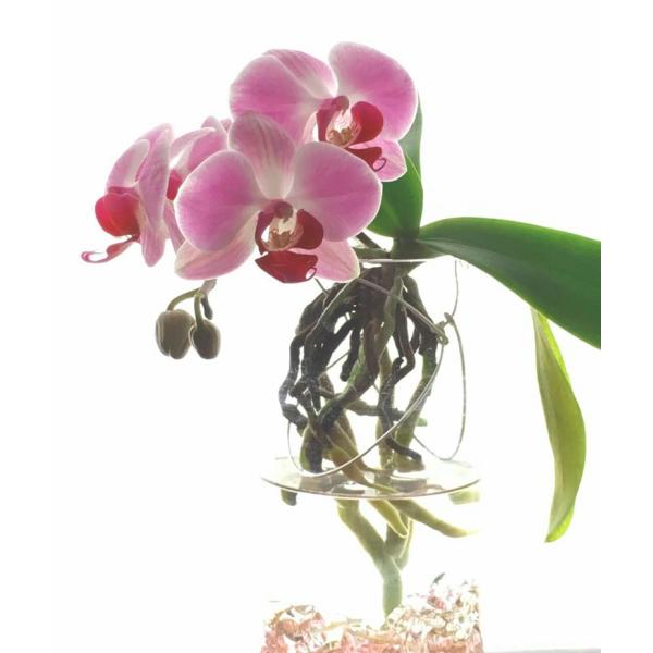 胡蝶蘭 送料無料 業界初 ファレノ ブランコ 花芽付き cm前後 水栽培 Br 写真のような商品をお届けします 観葉植物 癒し系 お祝い Kotyoran1 アジアン ファーム 通販 Yahoo ショッピング