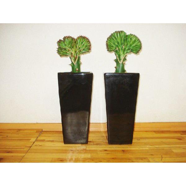 マハラジャ 観葉植物 モダン スタイリッシュ お洒落 とってもおもしろい形と独特な雰囲気 40ｃｍ前後 Buyee Buyee 日本の通販商品 オークションの代理入札 代理購入