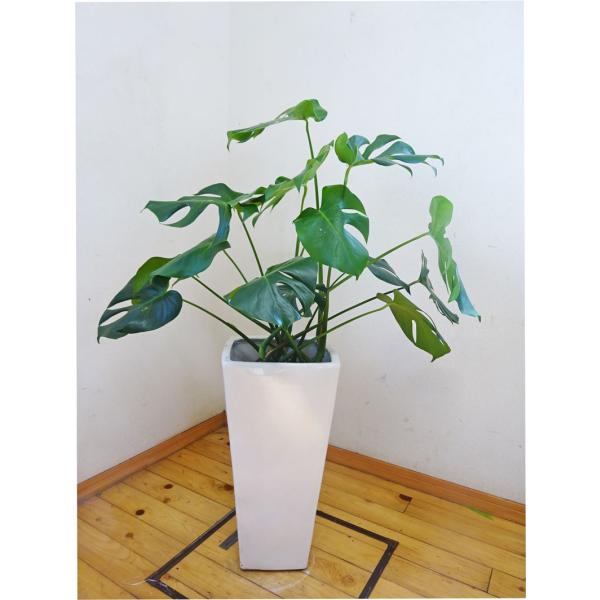 観葉植物 10号 モンステラの人気商品 通販 価格比較 価格 Com