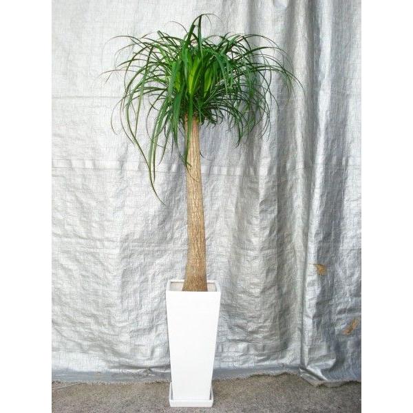 観葉植物 ポニーテールの人気商品 通販 価格比較 価格 Com