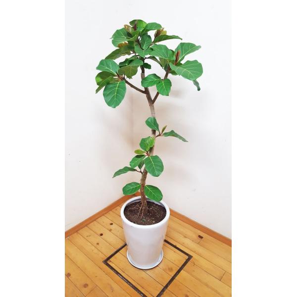 フィカス アフリカンプリンス 希少 人気の陶器鉢仕立て 素敵な曲がり 160cm前後 10号鉢 ガーデニング 新築祝い 引越し祝い 開業祝 開店祝い 移転祝い Buyee Buyee 日本の通販商品 オークションの代理入札 代理購入