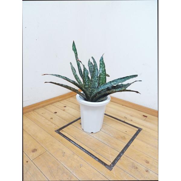 観葉植物 サンスベリア 希少の人気商品 通販 価格比較 価格 Com