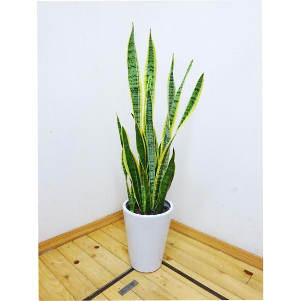 観葉植物 サンスベリア 陶器の人気商品 通販 価格比較 価格 Com