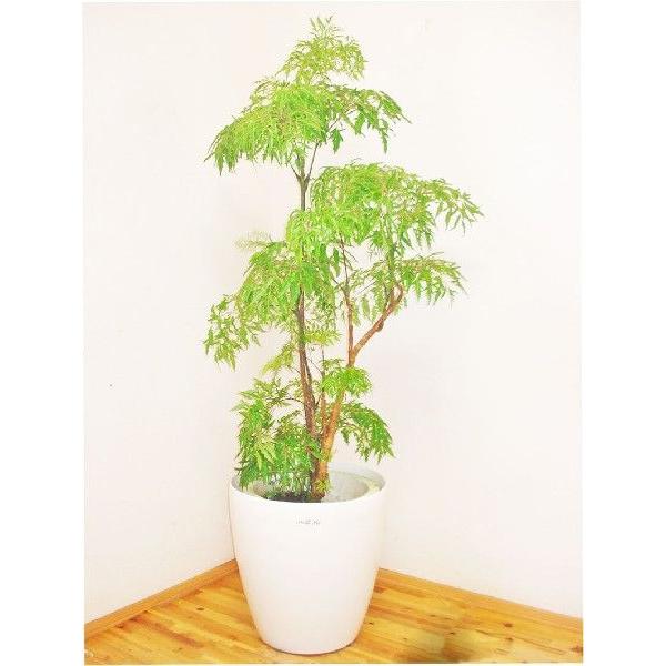 タイワンモミジ 130cm前後 鉢カバー別売り Taiwann00 1 アジアン ファーム 通販 Yahoo ショッピング