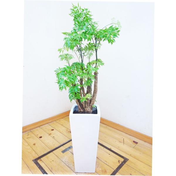 モミジ 観葉植物の人気商品 通販 価格比較 価格 Com