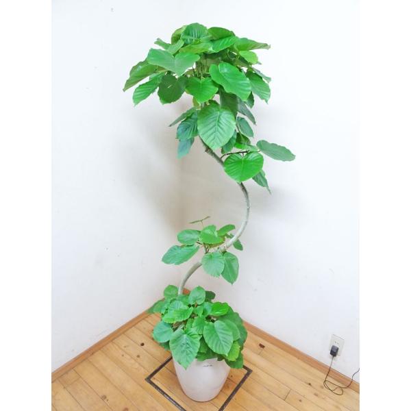 ウンベラータ 綺麗な曲がり フィカス ウンベラータ 180ｃｍ前後10号プラ鉢 鉢カバー別売り 癒し系 ガーデニング 新築祝 引越し祝 開店祝 移転祝 誕生日祝 Buyee Buyee Japanese Proxy Service Buy From Japan Bot Online