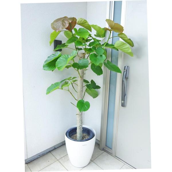 ウンベラータ 人気の朴仕立て 160cm前後 10号プラ鉢 鉢カバー別売り Buyee Buyee 日本の通販商品 オークションの代理入札 代理購入