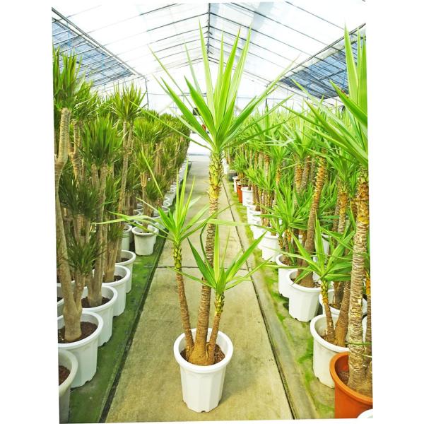 ユッカ 10号 - 観葉植物の人気商品・通販・価格比較 - 価格.com