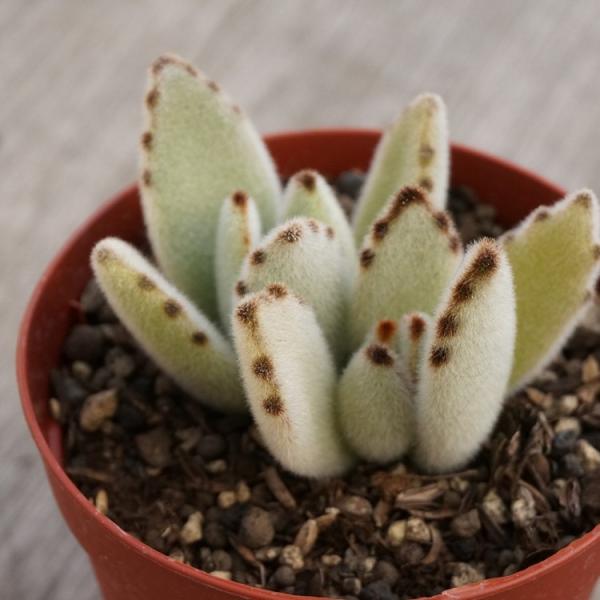 多肉植物 カランコエの通販 価格比較 価格 Com
