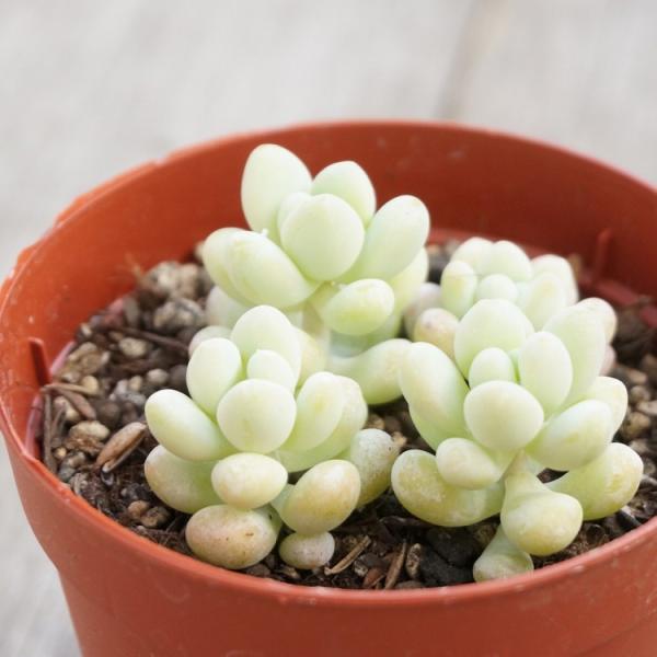 トレレアシー 7 5cmポット セダム Sedum Treleasei 福岡県産 多肉植物 多肉 観葉植物 インテリアグリーン 寄せ植えに Buyee Servis Zakupok Tretim Licom Buyee Pokupajte Iz Yaponii