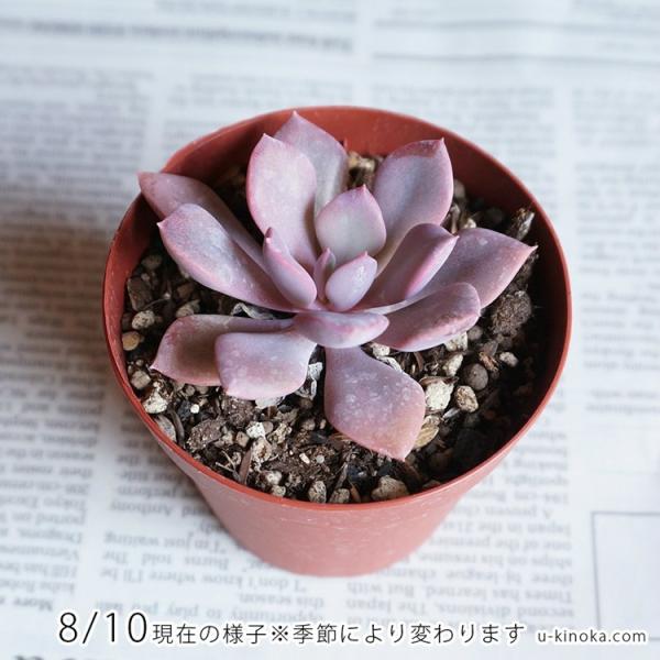 パープルクイーン 7 5cmポット グラプトベリア Graptoveria Debbie デビー 福岡県産 多肉植物 多肉 観葉植物 インテリアグリーン 寄せ植えに Buyee Buyee 일본 통신 판매 상품 옥션의 대리 입찰 대리 구매 서비스