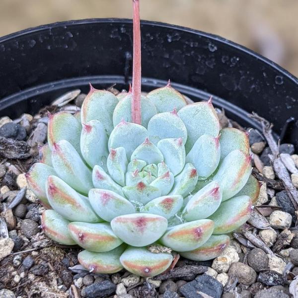 ホシノオウジ 星の王子 7 5cmポット クラッスラ 福岡県産 多肉植物 多肉 観葉植物 インテリアグリーン 寄せ植えに Buyee Buyee 提供一站式最全面最專業現地yahoo Japan拍賣代bid代拍代購服務 Bot Online