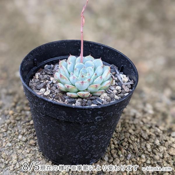 ホシノオウジ 星の王子 7 5cmポット クラッスラ 福岡県産 多肉植物 多肉 観葉植物 インテリアグリーン 寄せ植えに Buyee Buyee 提供一站式最全面最專業現地yahoo Japan拍賣代bid代拍代購服務 Bot Online