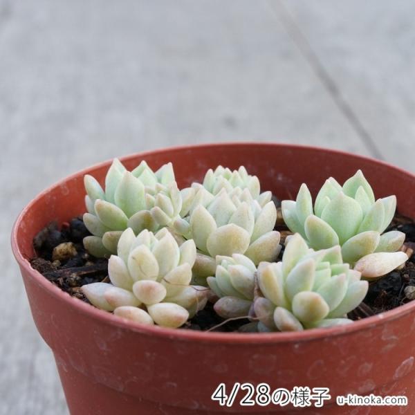 リトルビューティー 7 5cmポット セダム Sedum Little Beauty 福岡県産 多肉植物 多肉 観葉植物 インテリアグリーン 寄せ植えに Buyee 日本代购平台 产品购物网站大全 Buyee一站式代购 Bot Online