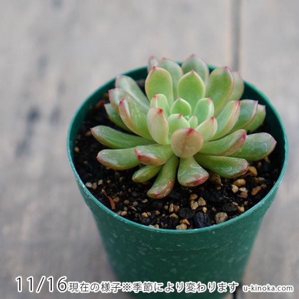 ピンクルルビー 7 5cmポット グラプトベリア Graptoveria Bashful 福岡県産 多肉植物 多肉 観葉植物 インテリアグリーン 寄せ植えに Buyee Buyee 提供一站式最全面最專業現地yahoo Japan拍賣代bid代拍代購服務 Bot Online