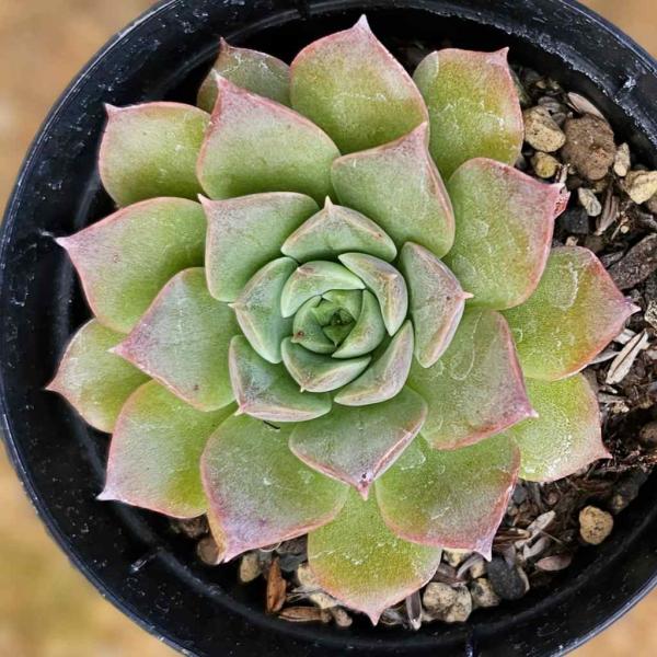 モーサン 7 5cmポット エケベリア Echeveria Mosan 福岡県産 多肉植物 多肉 観葉植物 インテリアグリーン 寄せ植えに Buyee 日本代购平台 产品购物网站大全 Buyee一站式代购 Bot Online