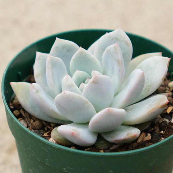 ラウリンゼ 7 5cmポット エケベリア Echeveria Laulindsa 福岡県産 多肉植物 多肉 観葉植物 インテリアグリーン 寄せ植えに Buyee Buyee Japanese Proxy Service Buy From Japan Bot Online