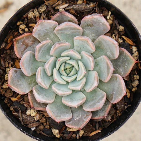ピンクザラゴーサ 7 5cmポット エケベリア Echeveria Pink Zaragoza 希少 福岡県産 多肉植物 多肉 観葉植物 インテリアグリーン 寄せ植えに Mor01 季の香 通販 Yahoo ショッピング
