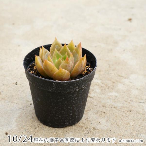 プレトリア 7 5cmポット エケベリア Echeveria Pretoria 福岡県産 多肉植物 多肉 観葉植物 インテリアグリーン 寄せ植えに Buyee Buyee Japanese Proxy Service Buy From Japan Bot Online