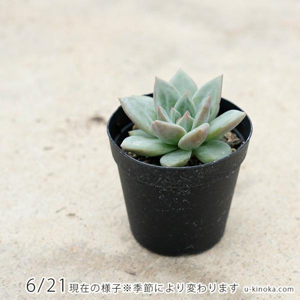 ピンクシャンペーン 7 5cmポット エケベリア Echeveria Pink Champaign 福岡県産 多肉植物 多肉 観葉植物 インテリアグリーン 寄せ植えに Buyee Buyee 日本の通販商品 オークションの代理入札 代理購入