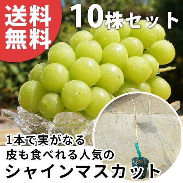 ぶどう・シャインマスカットPVP・挿し木（10本セット） 樹高0.4m前後 15cmポット 苗木 葡萄 ぶどうの木 登録品種 1年生 1本で実がなる  苗 海外持出禁止 素掘りポ :os0105-10set:季の香(きのか) - 通販 - Yahoo!ショッピング
