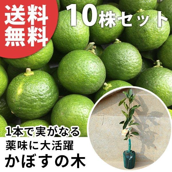 カボス 10本セット 樹高0 4m前後 15cmポット 苗木 1年生 かぼすの木 かぼす 接ぎ木 苗 柑橘 素掘りポット苗 果樹苗 果樹 果樹園用 植木 木 送料込み 果樹 Os0107 10set 季の香 通販 Yahoo ショッピング