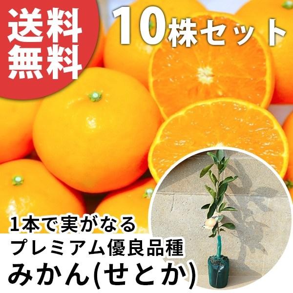 せとか 苗の通販 価格比較 価格 Com