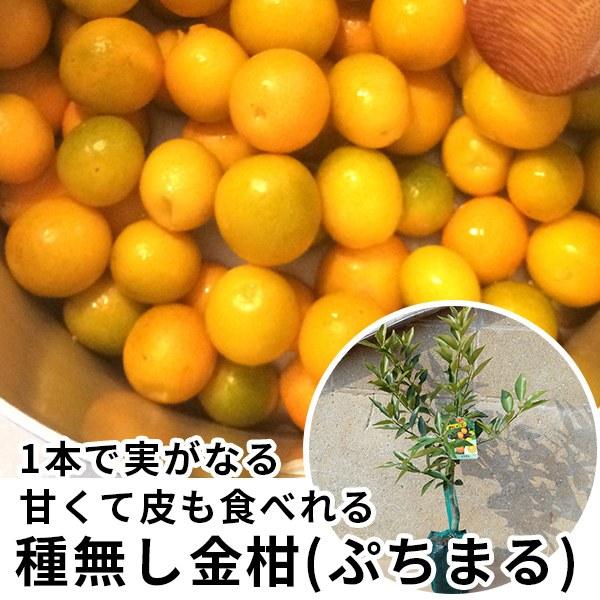 果樹 全国有数の植木の里「福岡県田主丸町」から、植木の産地ならではの、自慢の商品をお届け致します。 激安 安い お得  金柑・ぷちまるPVP樹高0.4m前後 15cmポット 種無し金柑 タネなし 登録品種 苗木 1年生 1本で実がなる 金柑...