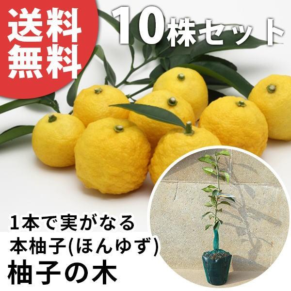 柚子 植木の人気商品・通販・価格比較 - 価格.com