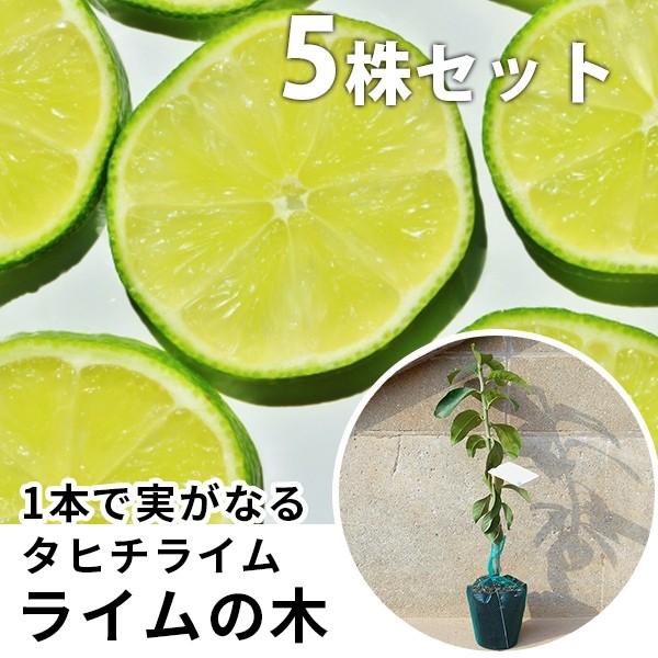 ライム 5本セット 樹高0 4m前後 15cmポット タヒチライム 苗木 1年生 ライムの木 接ぎ木 苗 柑橘 素掘りポット苗 果樹苗 果樹 果樹園用 植木 木 送料込み 果 Os0111 5set 季の香 通販 Yahoo ショッピング