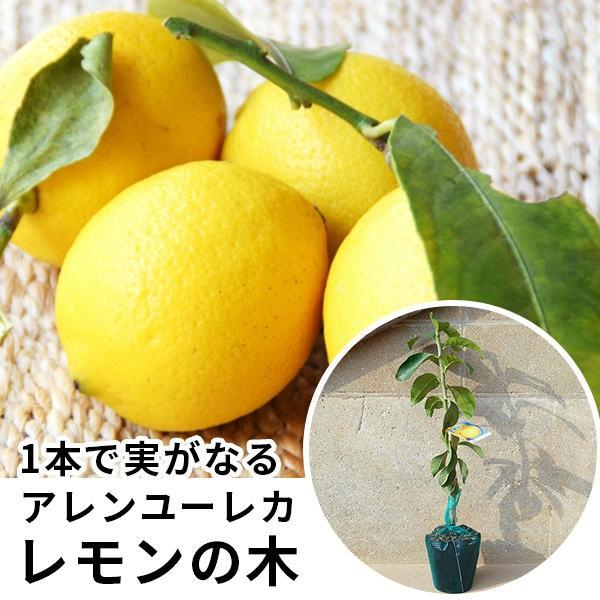 果樹 全国有数の植木の里「福岡県田主丸町」から、植木の産地ならではの、自慢の商品をお届け致します。 激安 安い お得  レモン・アレンユーレカ樹高0.4m前後 15cmポット 苗木 1年生 1本で実がなる レモンの木 接ぎ木 苗 柑橘 素掘...