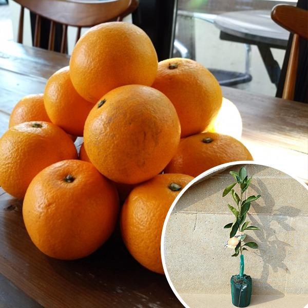 すべての美しい花の画像 ロイヤリティフリーみかん の 接木 の 仕方