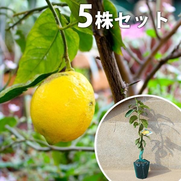 果樹 全国有数の植木の里「福岡県田主丸町」から、植木の産地ならではの、自慢の商品をお届け致します。 激安 安い お得 【5本セット】 レモン・璃の香PVP樹高0.4m前後 15cmポット りのか リノカ 柑橘 接ぎ木 登録品種 苗木 1年生...