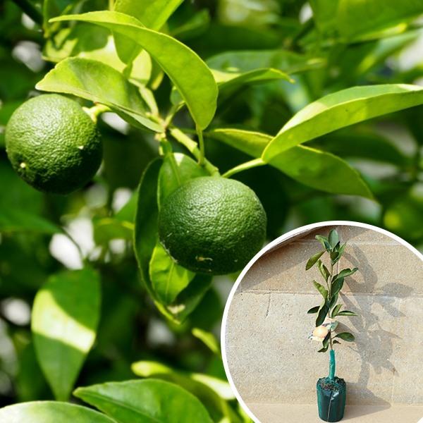 すだちの通販 価格比較 価格 Com