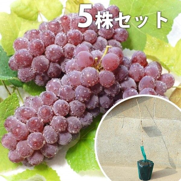 苗 デラウェア 苗木の人気商品 通販 価格比較 価格 Com