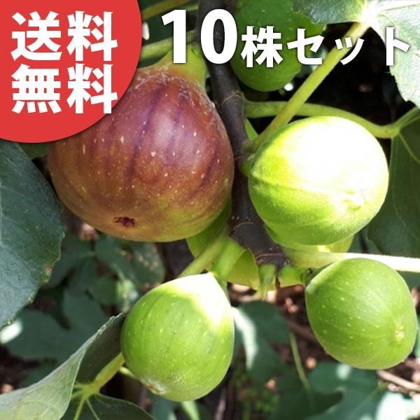 イチジク 苗 盆栽 植木の人気商品 通販 価格比較 価格 Com
