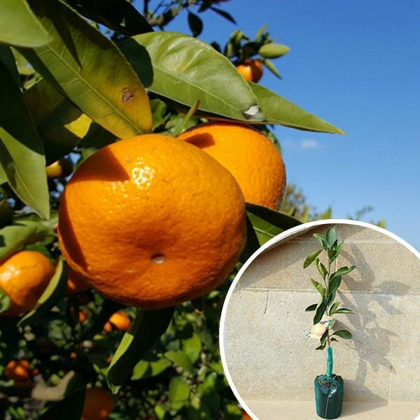 裸苗 柑橘 麗紅pvp 本セット 樹高0 6m前後 10 5裸苗 れいこう レイコウ みかん 接ぎ木 苗木 1年生 苗 果樹苗 果樹 果樹園用 植木 木 送料込み 果樹 Os2158 set 季の香 通販 Yahoo ショッピング