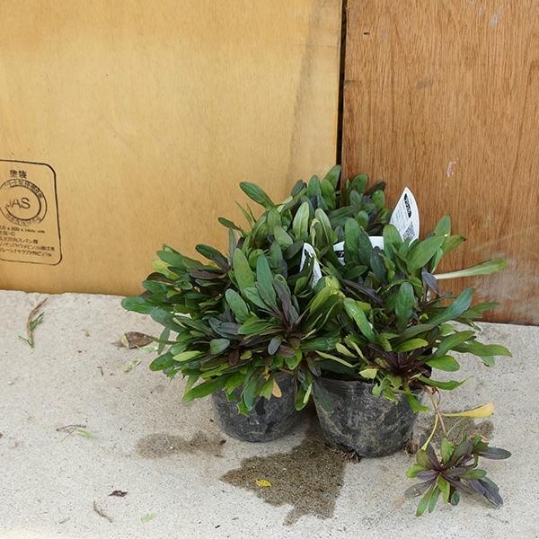 アジュガ 苗の人気商品 通販 価格比較 価格 Com