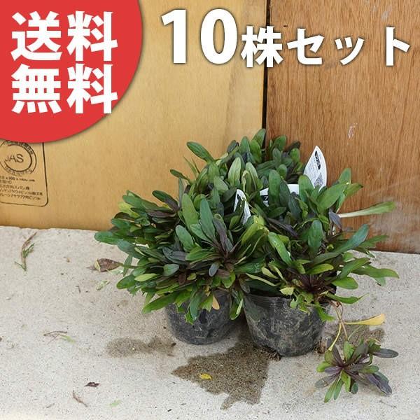 アジュガ チョコレートチップ 10ポットセット 9cmポット あじゅが 苗木 植木 苗 庭木 生け垣 送料込み Ta 10set 季の香 通販 Yahoo ショッピング