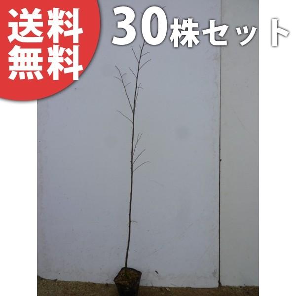 エノキ（30本セット） 樹高1.0m前後 10.5cmポット えのき 榎 苗木 植木