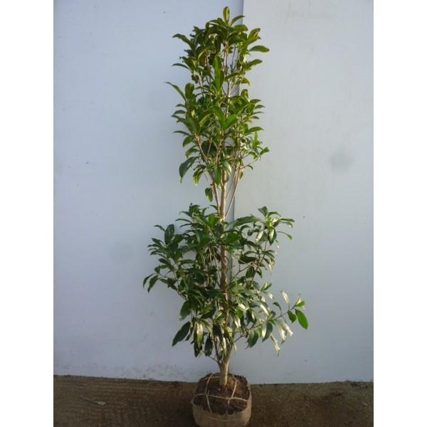 キンモクセイ 樹高1 5m前後 根巻 金木犀 きんもくせい 秋に花を咲かせ優しい香りが特徴生垣用 苗木 植木 苗 庭木 生け垣 送料込み Buyee Buyee บร การต วกลางจากญ ป น ซ อจากประเทศญ ป น