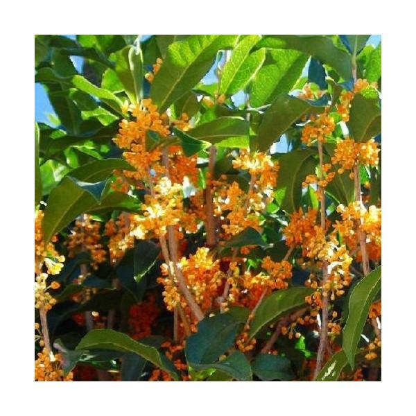 キンモクセイ樹高1 5m前後根巻金木犀きんもくせい秋に花を咲かせ優しい香りが特徴生垣用苗木植木苗庭木生け垣送料込み Buyee Buyee 提供一站式最全面最专业现地yahoo Japan拍卖代bid代拍代购服务