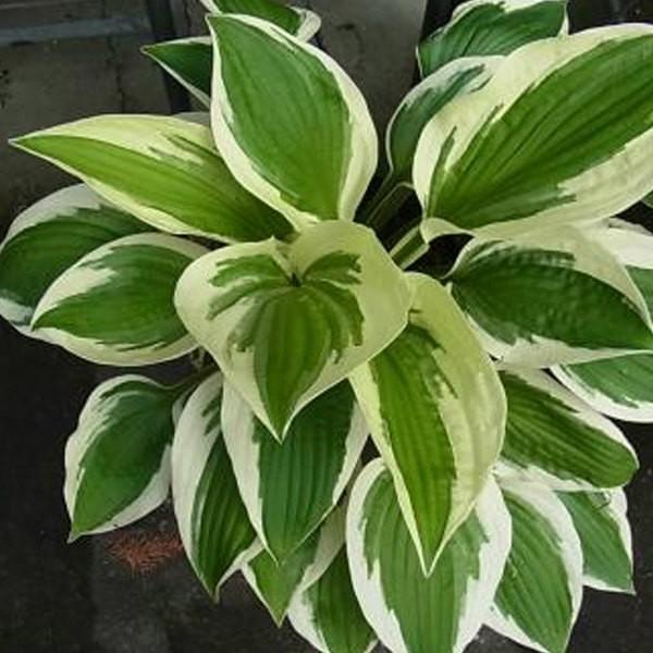 ギボウシ パトリオット 12cmポット ぎぼうし 宿根草 冬場は地上部がありません 苗木 植木 苗 庭木 生け垣 Ta 季の香 きのか 通販 Yahoo ショッピング