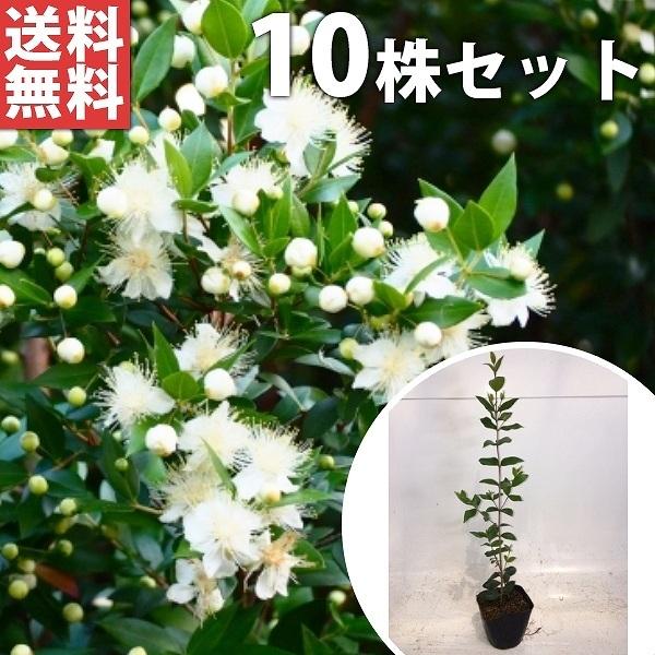 ギンバイカ 10本セット 樹高0 3m前後 9cmポット 銀梅花 ぎんばいか マートル生垣 苗木 植木 苗 庭木 生け垣 送料込み 目隠し 生垣 Ta 10set 季の香 通販 Yahoo ショッピング