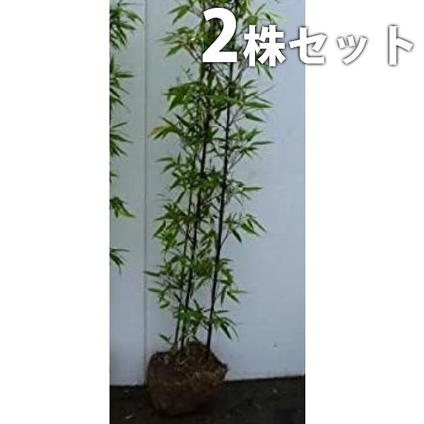 植木 盆栽 黒竹の人気商品 通販 価格比較 価格 Com