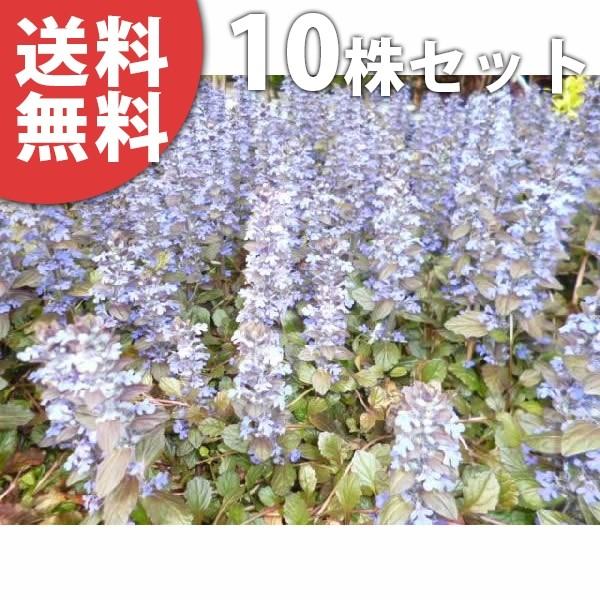 倉庫 アジュガ 10ポットセット 9cmポットあじゅが 苗木 植木 苗 庭木 生け垣 送料