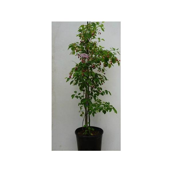 ジューンベリー 樹高1 2m前後 21cmポット 株立ち 春に白い花が咲き ６月ごろ実がなります 苗木 植木 苗 庭木 生け垣 送料込み Buyee Buyee Japanese Proxy Service Buy From Japan Bot Online