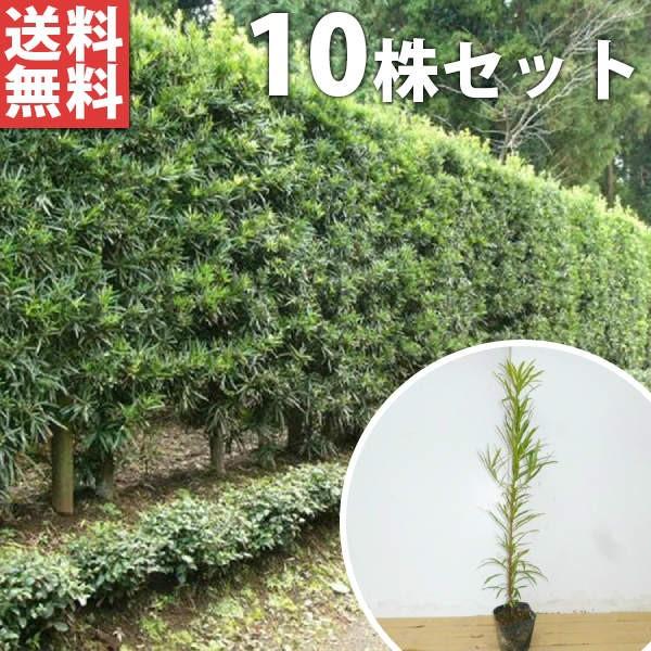 在庫あり 即出荷可 まきの木 大きい 庭木 植木 植木 庭木 Labelians Fr