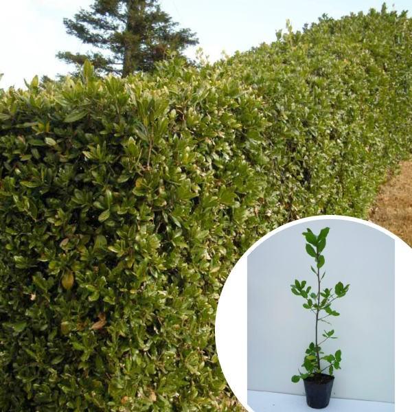 ウバメガシ 樹高0 3m前後 10 5cmポット 生垣 うばめがし 苗木 植木 苗 庭木 生け垣 目隠し 生垣 Ta 14 季の香 きのか 通販 Yahoo ショッピング